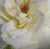 Biały  - Róże miniaturowe - Bianco